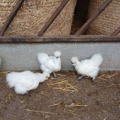Silkie