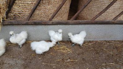 Silkie