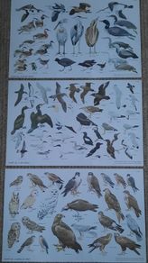 Vintage Bird Charts - Sea Birds, Birds of Prey & Water Birds