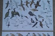 Vintage Bird Charts - Sea Birds, Birds of Prey &amp; Water Birds