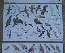 Vintage Bird Charts - Sea Birds, Birds of Prey & Water Birds