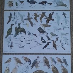 Vintage Bird Charts - Sea Birds, Birds of Prey & Water Birds