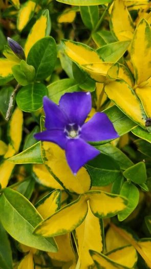 Blight resistant Box Hedging just 5 euro