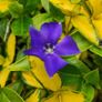 Instant Box Hedging 35 euro Image 2