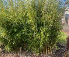 Bamboo clumping