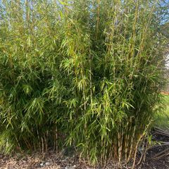Bamboo clumping