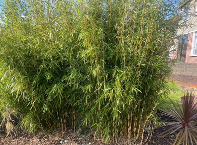 Bamboo clumping