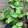 10 pineberries  plants - white strawberries Image 5