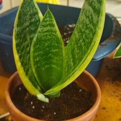 Dracaena