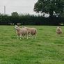 Pedigree Texel Rams Image 7