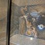 glass terrarium Image 4