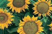 (S) Sunflower Sunspot seeds 2g (415359)
