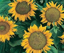 (S) Sunflower Sunspot seeds 2g (415359)