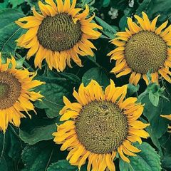 (S) Sunflower Sunspot seeds 2g (415359)