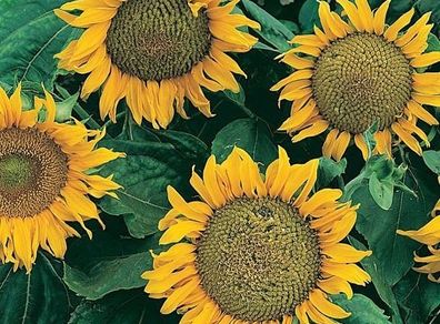 (S) Sunflower Sunspot seeds 2g (415359)