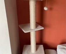 Kitten scratching post/cat tree