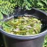 Comfrey Roots, Crowns & Plants - Watch Video Image 3