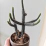 cacti Image 5