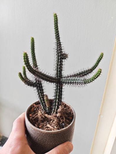 cacti