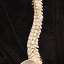 Vintage anatomical human spine Image 3