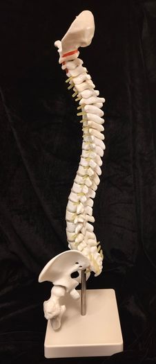 Vintage anatomical human spine