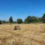 Small Square Bales Image 5