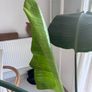 Stunning large bird of paradise tropical plant Image 2