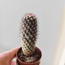 cacti Image 6