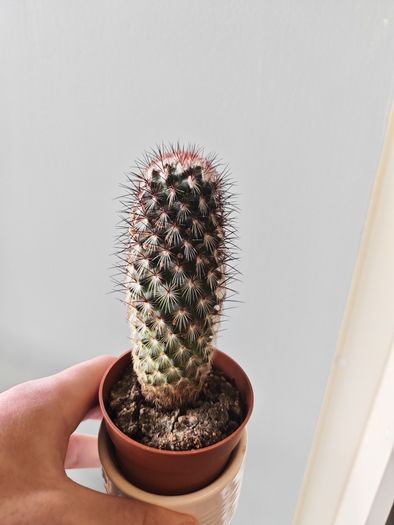 cacti