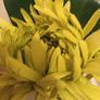 Faux flower in vase from Next Image 3