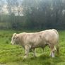 Charolais bull Image 3