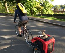 Dog carrier trailer for bike