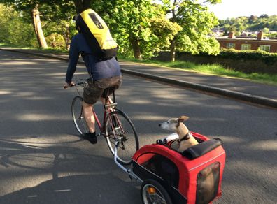 Dog carrier trailer for bike