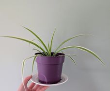 Spider plant and pot.