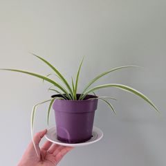 Spider plant and pot.