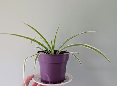 Spider plant and pot.