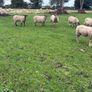 Three year old breeding Ewes Image 6