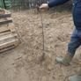 Apple Trees Image 2
