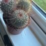 Mammillaria Cactus Red Hooked Spines Image 4