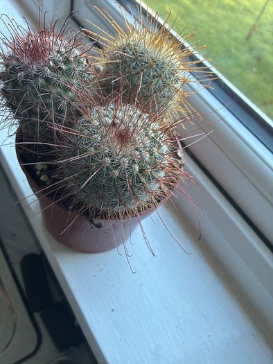 Mammillaria Cactus Red Hooked Spines