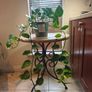 hanging plant Image 2