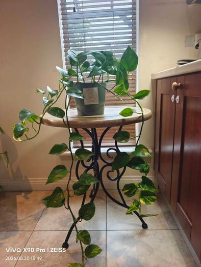 hanging plant