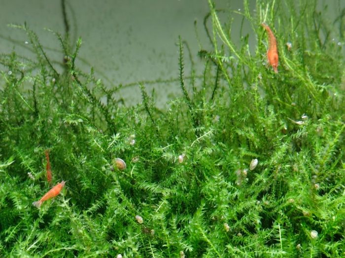 Aquarium moss and plants XXL portions