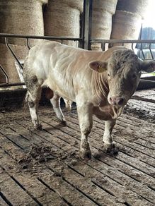 2 super purbread ch bulls very easy calving