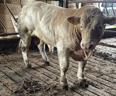 2 super purbread ch bulls very easy calving