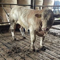 2 super purbread ch bulls very easy calving
