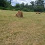 Small square bales of hay Image 2