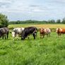 5x Maiden Heifers Image 5