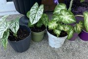 plant white caladium