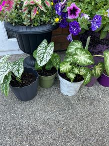 plant white caladium